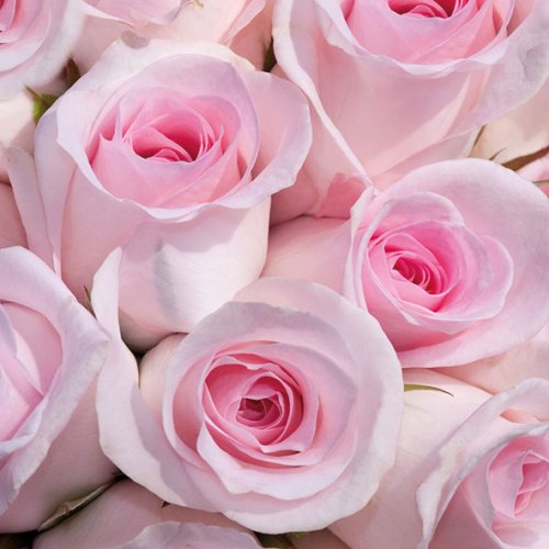 Rose Rosen Traum Servietten 33x33 cm