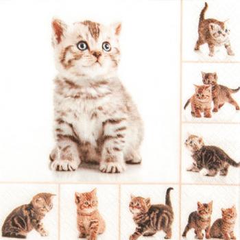 Meow Katze - Servietten 33x33 cm